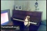 پیانو زدن و آواز خواندن یک سگ
