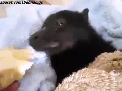 بچه خفاش موز میخوره :)))