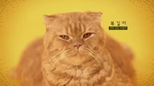 تیزر سریال گربه خیالی با بازی یو سئونگ هو