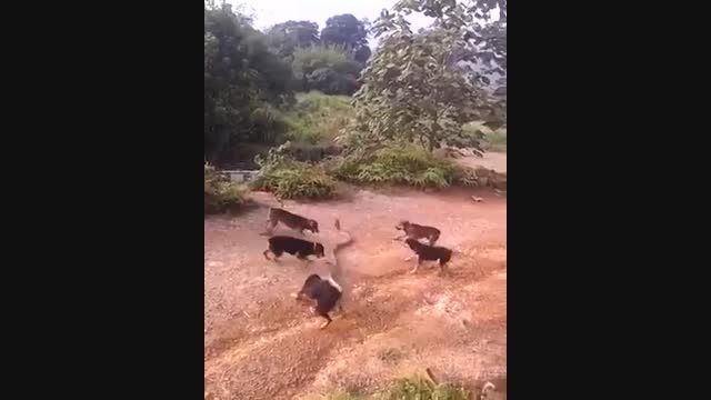 سگ های آموزش دیده برای گرفتن مار های بزرگ