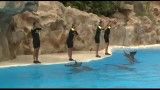 ☫ 웃 حرکات نمایشی وشگفت انگیزودیدنی از دلفینها!