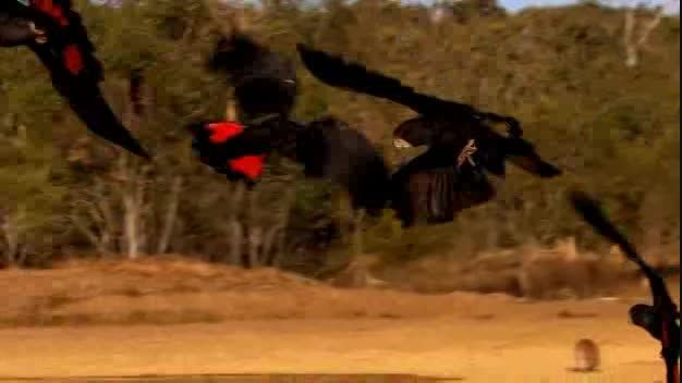 طوطی کاکادو سیاه دم قرمز (Red Tailed Black Cockatoo)
