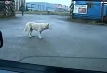 رقص بسیار زیبا سگ