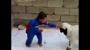 گوسفند ی در تعقیب کودک خخخخ