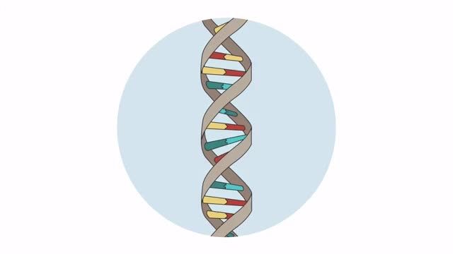 Genes and Chromosomes