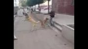 سگ کنگال مقابل پیتبول
