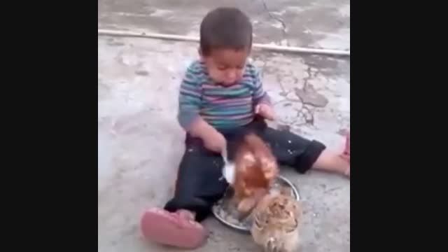 درگیری بچه با جوجه ها بر سر غذا :))))