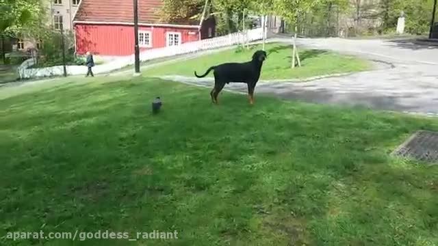 بازی کردن کلاغ با سگ
