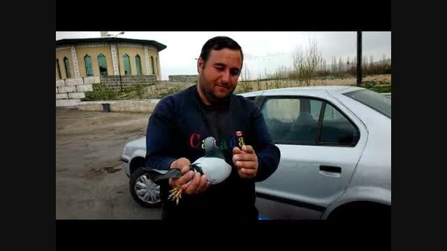 فتح زنجان برای اولین بارتوسط کلوپ کبوتران مسافتی اردبیل
