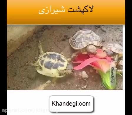 لاکپشت شیرازی