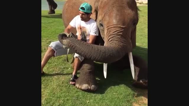 یچه فیل بامزه و شکمو!!