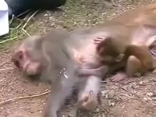 دل کندن بچه میمون از مادر