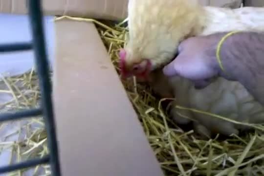 جوجه کشی طبیعی - نگهداری مرغ از جوجه هایش