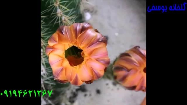 گل کاکتوس 5 Echinopsis