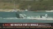 حمله نهنگ به قایق