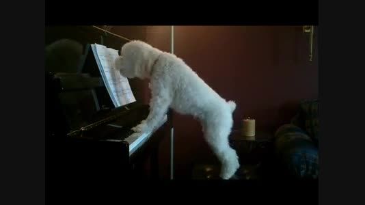 وقتی یک ســــــگ پیانو می نوازد و احساساتی می شود!!!!!