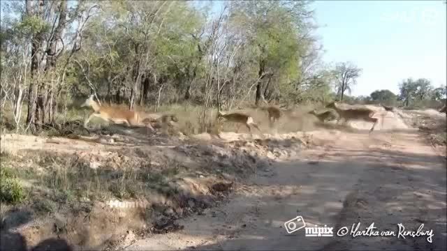 شکار زیبای ایمپالا توسط چیتا با حرکت خارق العاده چیتا