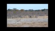 كشتن فیل توسط شیر نر به تنهایی