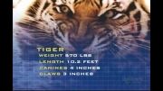 مستند Tiger Versus Lion قسمت 1