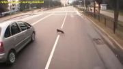 گربه های شیطون و عبور از خیابان