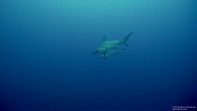 دنیای  زیبای ماهی ها