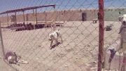 اینم یک ویدیو از پناهگاه مهر مشهد ببینید و لایک کونید:)