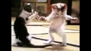 رقص گربه