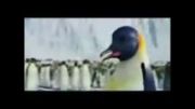 حرکات جالب یک پنگوءن