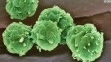 سلولهای بنیادین القا شده، امیدی تازه در درمان بیماری ها