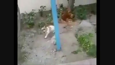 مرغه، سگ رو میزنه!