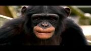 مستند شامپانزه ای به نام آیومو - قسمت ۱ - biochephy.ir