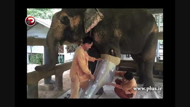 ساخت پای مصنوعی برای فیل معلول