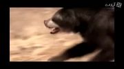 خرس پوزه کوتاه vs تنبل زمینی