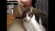 آزمایش عجیب روی گربه..!!