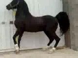 اسب عرب - پویا- اسب سیاه