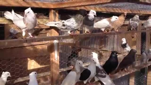 کبوتر ایرانی در انگلیس.        .  ویدیوهای سعیدs
