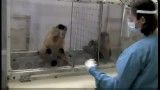 اعتراض میمون به نامادری ازمایشگاهیش