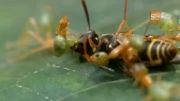 نبرد بین مورچه های سبز و زنبورها