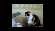 دعوای گربه با پرینتر