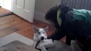 سگ لجوجی که پیشنهاد صاحبش را رد می کند