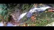 دارابکلا - پاکسازی جنگل افرایی - آبشار موزیار قسمت 2
