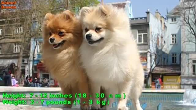 10تا از کوچیكترین نژاد سگ ها در دنیا