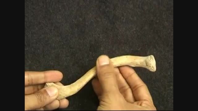 osteology upper limb