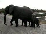 تا حالا دیدی فیل عطسه کنه؟؟؟؟