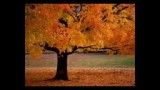 (مهر)Autumn mvt1 Allegro