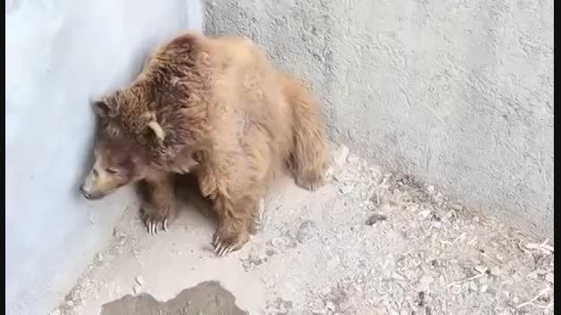وضعیت اسف بار خرس قهوه ای در باغ وحش