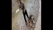 سگ قفقازی در آذربایجان بازی با سگ