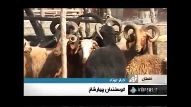 پدیده نادر گوسفند چهارشاخ در ایران