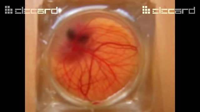 ساخت نوعی تخم شفاف پرنده در چین