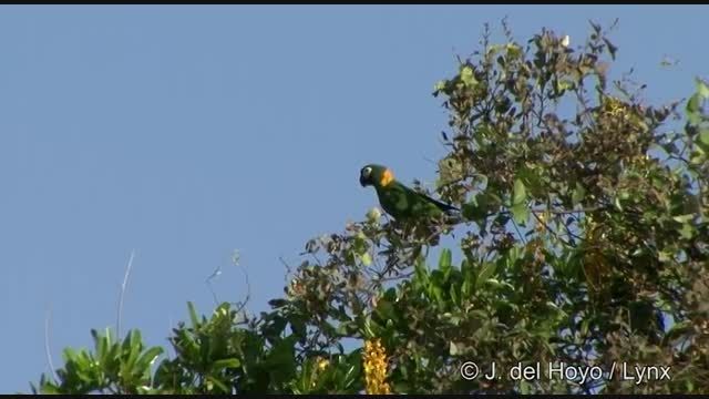 طوطی ماکائوی یقه زرد (Yellow collared Macaw)